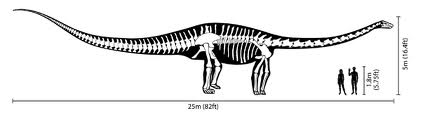 Sauropode/Diplodocus